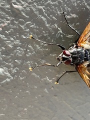 Chetogaster violacea-viridis