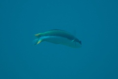 Thalassoma