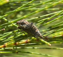 Popplepsalta notialis