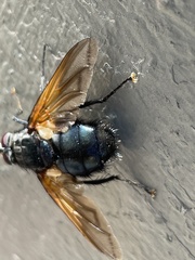 Chetogaster violacea-viridis