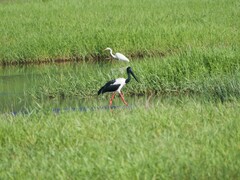 Ephippiorhynchus asiaticus