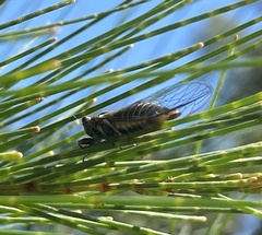 Popplepsalta notialis