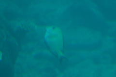 Ctenochaetus striatus