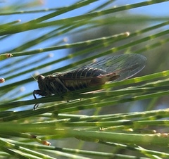 Popplepsalta notialis