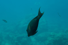 Ctenochaetus striatus