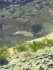 Sillago ciliata
