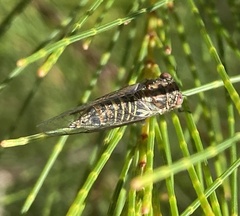 Popplepsalta notialis
