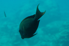 Ctenochaetus striatus