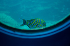 Acanthurus lineatus