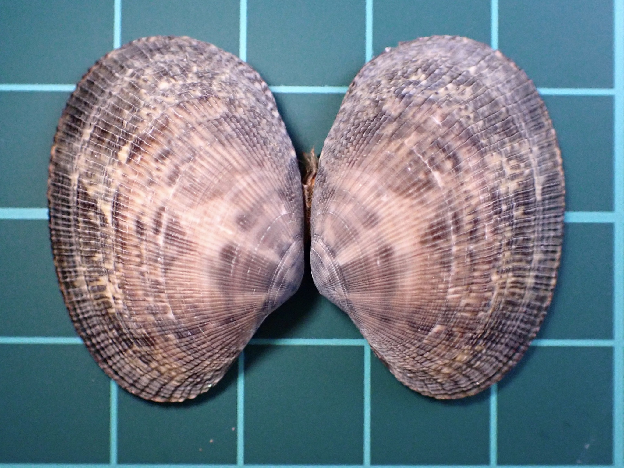 Ruditapes philippinarum (A.Adams & Reeve, 1850)