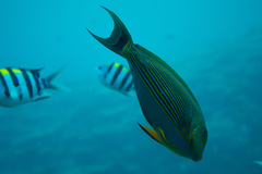 Acanthurus lineatus