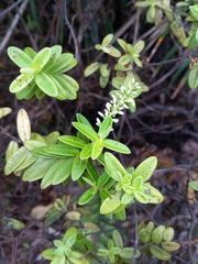 Veronica elliptica
