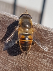 Eristalis tenax