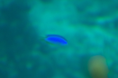 Pomacentrus coelestis