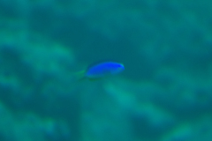 Pomacentrus coelestis