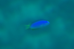 Pomacentrus coelestis