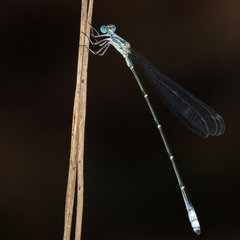 Labidiosticta vallisi