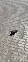 Columba livia domestica