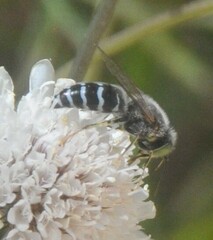 Bembix