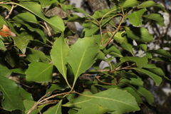 Auranticarpa rhombifolia