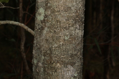 Auranticarpa rhombifolia