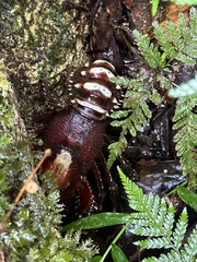 Euastacus sulcatus