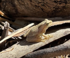 Litoria ewingii