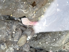 Micrelenchus purpureus