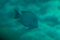 Ctenochaetus striatus