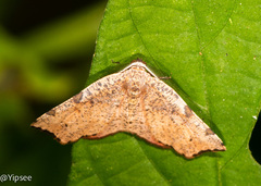 Achrosis rondelaria