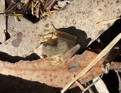 Litoria ewingii