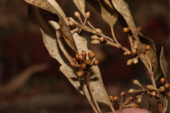 Eucalyptus propinqua