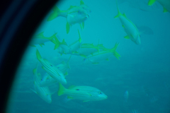 Lutjanus fulviflamma