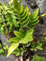 Asplenium obtusatum
