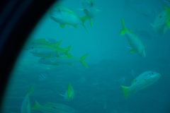 Lutjanus fulviflamma