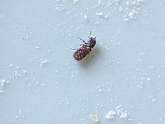 Bostrichidae