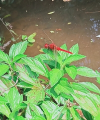 Rhodothemis rufa