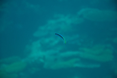 Labroides dimidiatus