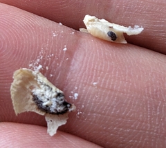 Bostrichidae