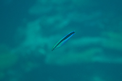 Labroides dimidiatus