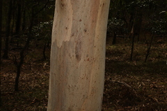 Eucalyptus propinqua