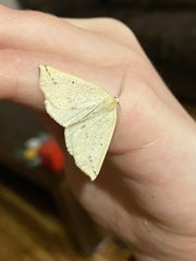 Neoterpes edwardsata