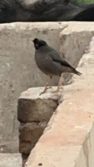 Acridotheres tristis