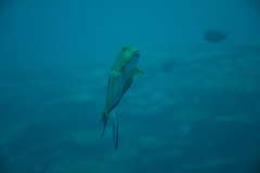 Acanthurus lineatus
