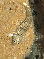 Bathygobius cocosensis