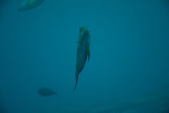 Acanthurus lineatus