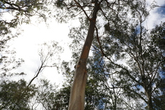 Eucalyptus propinqua
