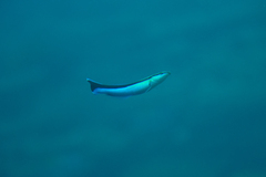 Labroides dimidiatus