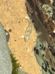 Bathygobius cocosensis