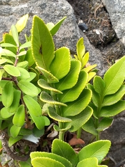 Asplenium obtusatum